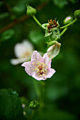 Blackberry blossom on a plant