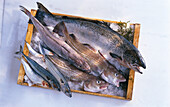 Box of salmon, herring, sardines, hake, mackerel and cod