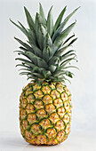 A pineapple on light background