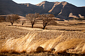 Typische Wüsten- und Steppenlandschaft im Königreich Lesotho, Südafrika