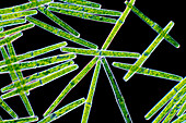 Haplotaenium rectum algae, light micrograph