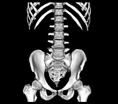 Healthy spine and pelvis, CT scan