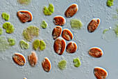 Rhodomonas sp. algae, light micrograph