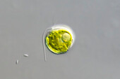 Brachiomonas submarina, algae, light micrograph