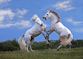 Camargue horses fighting