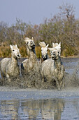 Camargue horses galloping through water