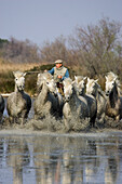 Guardian with Camargue horses