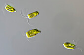 Pyramimonas parkeae algae, light micrograph