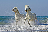 Camargue horses on a beach