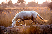 Camargue horse standing in a swamp