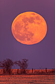 Rising Pink Supermoon