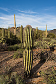 Saguaro cactus in Saguaro National Park, USA