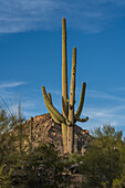 Saguaro cactus in Saguaro National Park, Arizona, USA
