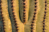 Saguaro cactus spines
