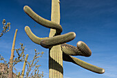 Multiple curved arms on a saguaro cactus