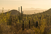 Saguaro cacti