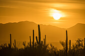 Saguaro cactus at sunset