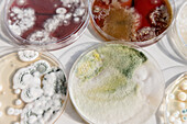 Environmental fungi and bacteria growing in petri dishes