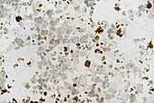 Brixen granite, light micrograph