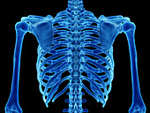 Thoracic spine, illustration