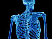 Thoracic spine, illustration