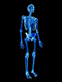 Human skeleton, illustration