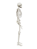 Human skeleton, illustration