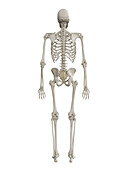 Human skeleton, illustration