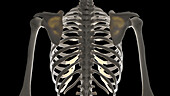 Upper body skeleton, illustration