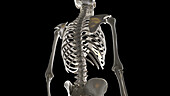 Upper body skeleton, illustration