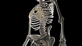 Lumbar spine, illustration