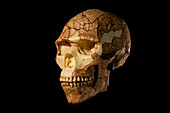 Skhul V Homo sapiens skull