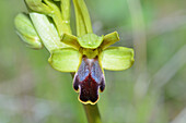 Sombre bee-orchid (Ophrys fusca)