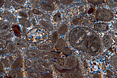 Oolitic limestone, light micrograph