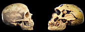 Homo Sapiens skull facing a Neanderthal skull