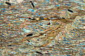 Quartz phyllite, light micrograph
