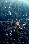 Diver looking at dense group of tunicates