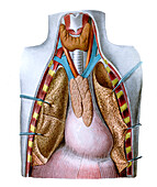 Thorax of a child, illustration