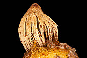 Pear rust fruiting body, light micrograph