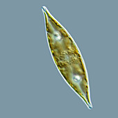 Craticula freshwater diatom, light micrograph