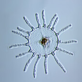 Medusa stage of Obelia sp. hydroid, light micrograph