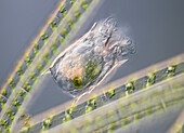 Keratella rotifer and Spirogyra algae, light micrograph