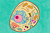 Animal cell, illustration