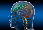 Regions of the brain, illustration