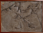 Dimorphodon macronyx, pterosaur fossil