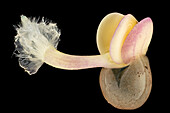 Germinating white mustard (Sinapis alba) seed