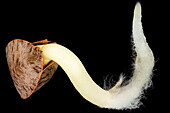 Germinating buckwheat (Fagopyrum esculentum) seed