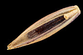 Hard fescue (Festuca ovina var duriuscula) seed