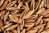 Timothy (Phleum pratense) seeds