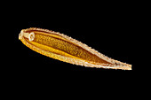 Crested dog's tail (Cynosurus cristatus) seed
